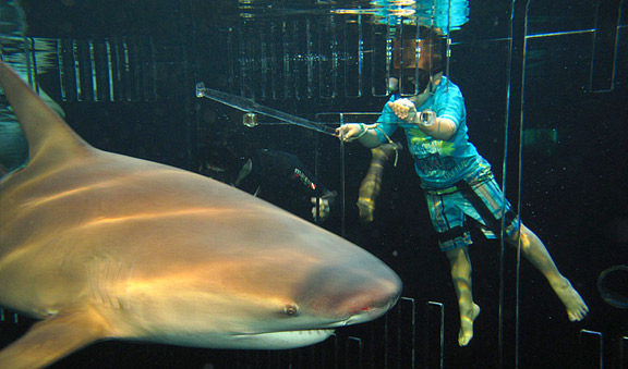 Feeding the bull shark