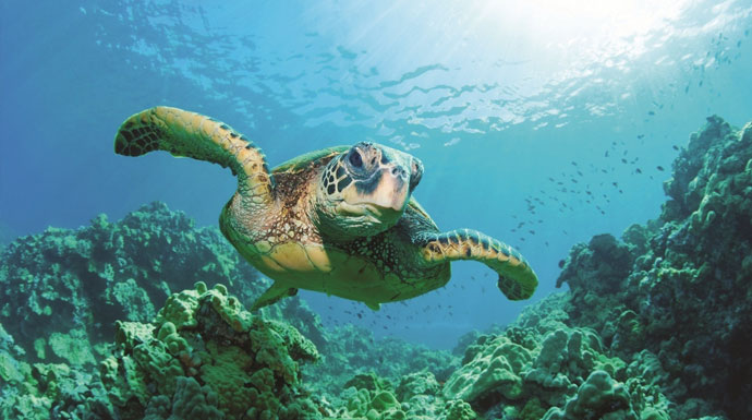 Morning Glory Snorkeling Adventure Tour