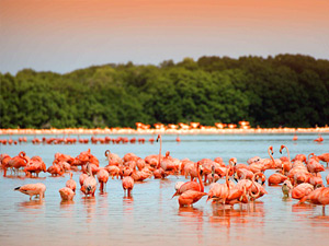 Paseo en lancha por Rio Lagartos