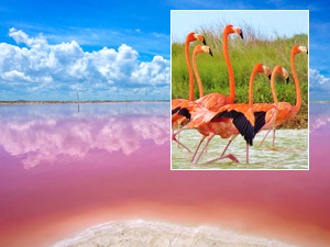 Las Coloradas y Rio Lagartos Tour Privado