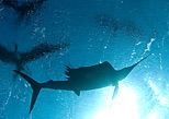 Sailfish waiting for fishes