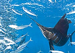 Sailfish hunting sardines