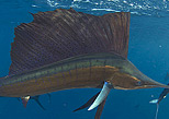 Sailfish tour Isla Contoy