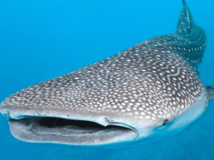 Whale Shark Adventure