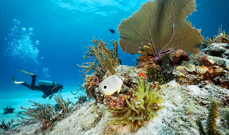 Diving in mesoamerican reef