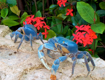 The exciting night of the Blue Crab