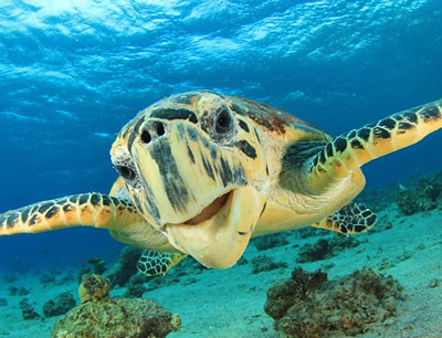 Marine Turtles at Akumal