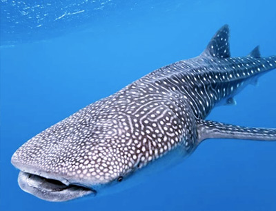 Swimming with Whale Sharks