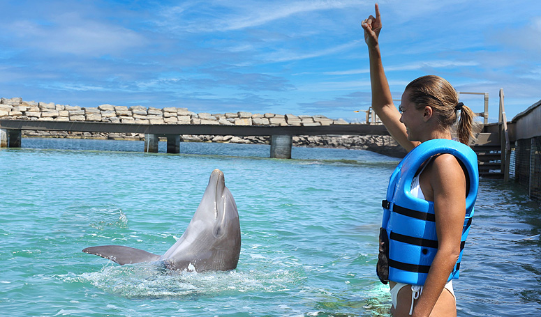 Un delfin y un participante