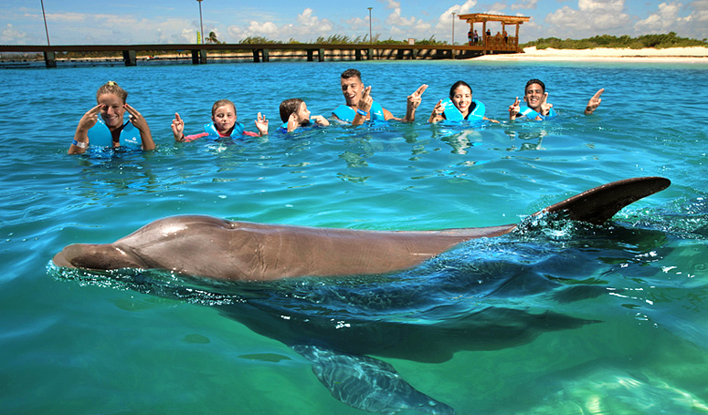 Dolphin playing with the family