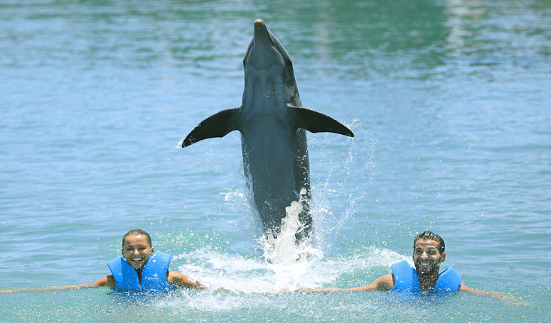 Dolphin jumpings