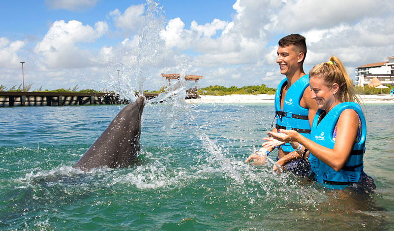 Learning about dolphins