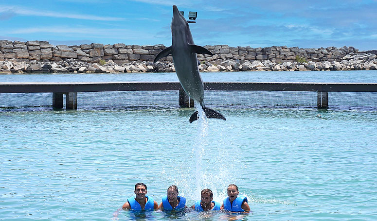 Deja que los delfines salten y juegen con tu familia