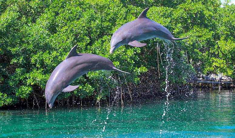 Salto de delfines