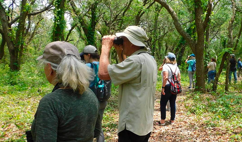 Bird watching with binoculars