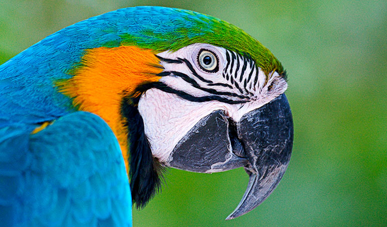 Guacamaya de Mexico