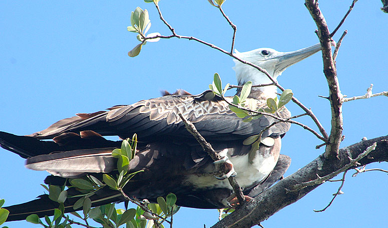 Pelican and other birds