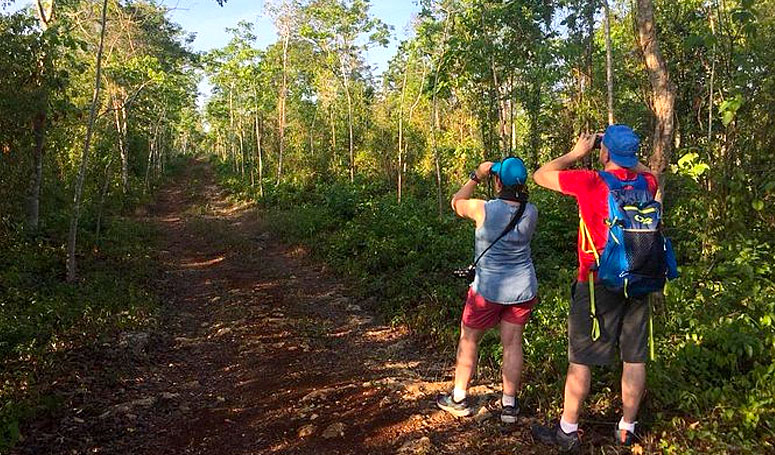 Watching birds in Riviera Maya jungle