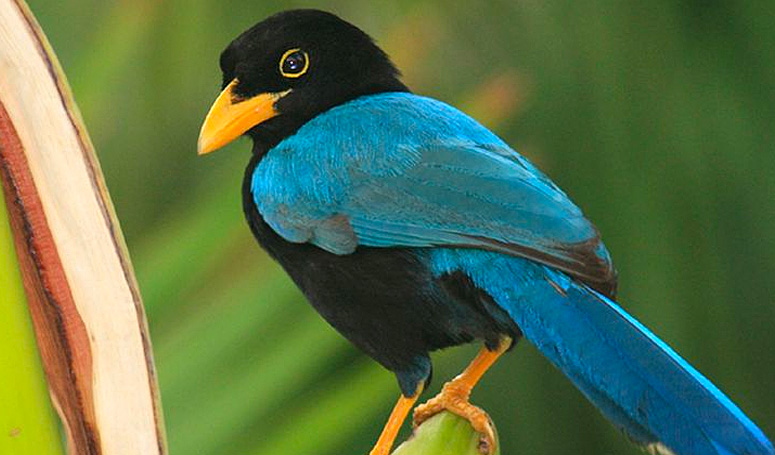 Yucatan Jay bird