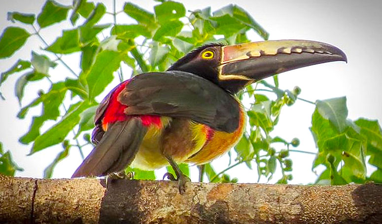 Tucan de pico castaÃ±o