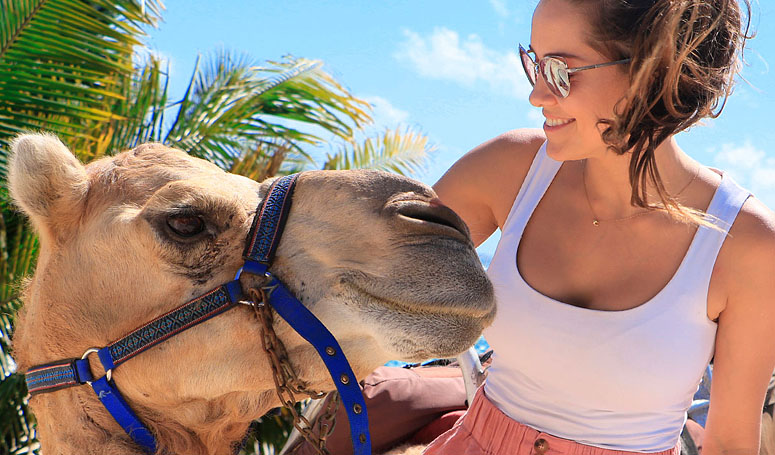 Close encounter with Camels