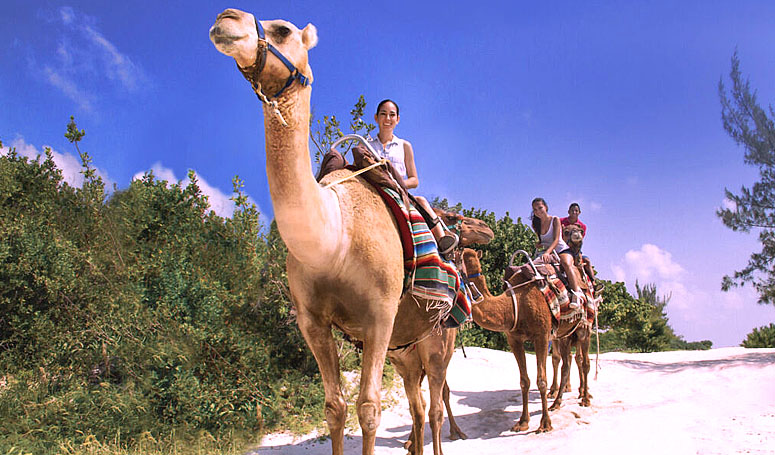 Combo Camel Ride and Wave runner in Maroma Cancun