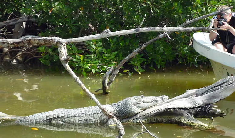 Looking for crocodiles in the swamp