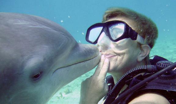 dolphins and cozumel diving