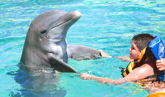  cozumel and the dolphin