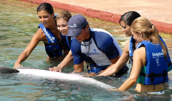 explicacion sobre las actividades con el delfin