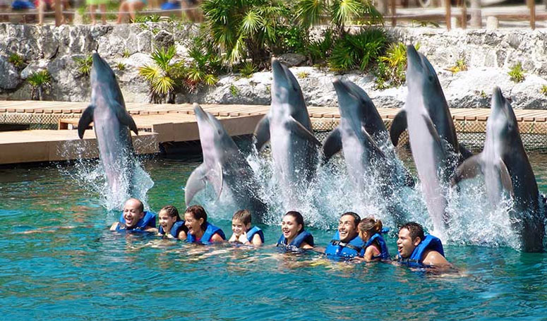 Get fun watching the dolphins jump