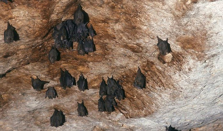 Bats in Kantemo Cave