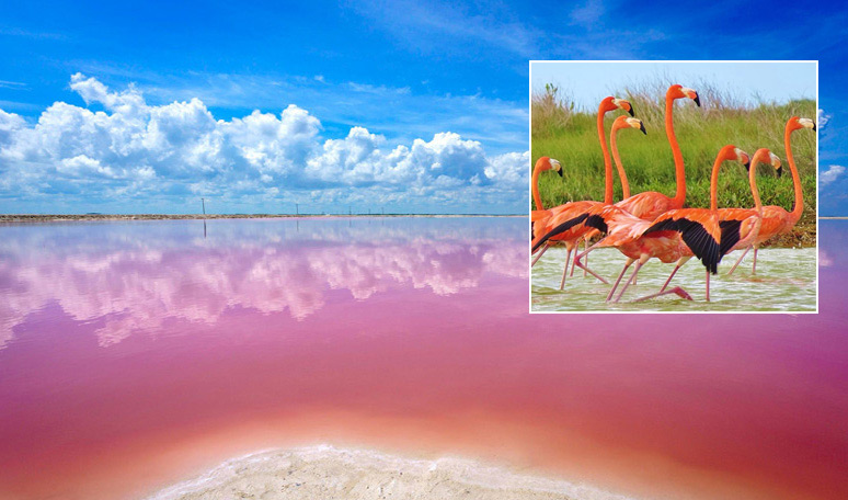 Las Coloradas and Rio Lagartos Private Tour