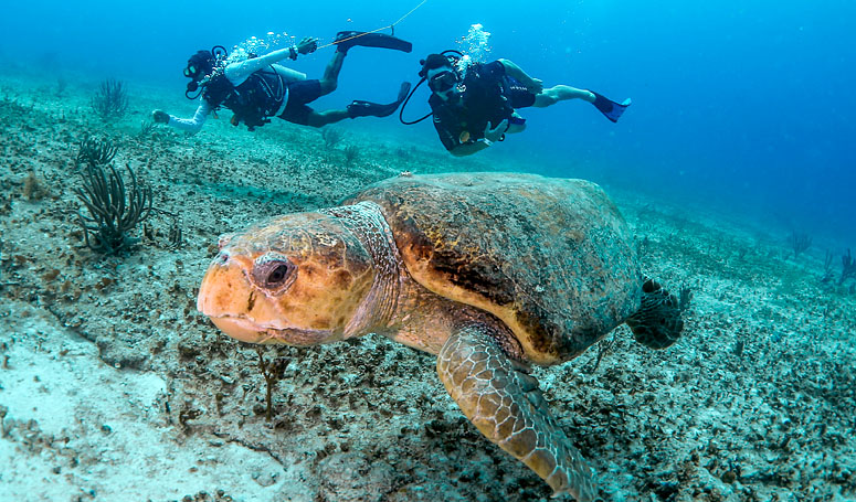 Discover the amazing submarine life