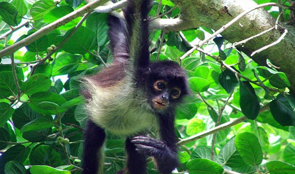 Spider Monkey and Howler Monkeys