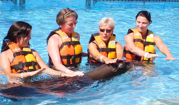 visita Cozumel visita los leones marinos