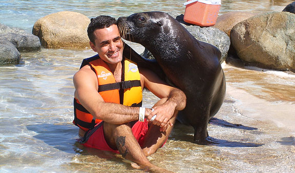 discover sealions magic