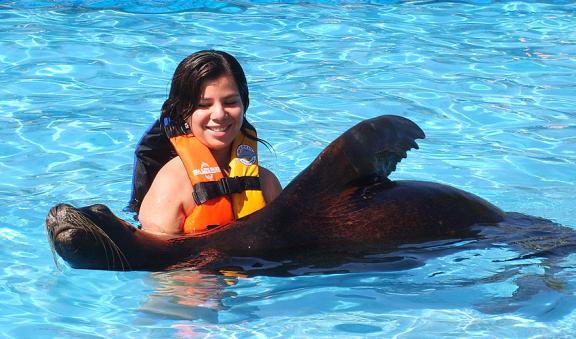 swim with sealinos