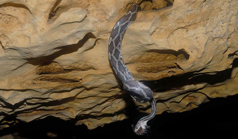 Hanging snakes at the cave