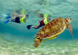 Snorkeling with sea turtles