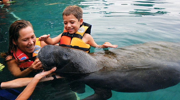 Swim with dolphins, sea lions and manatees