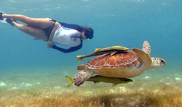 Swimming with the sea turtles