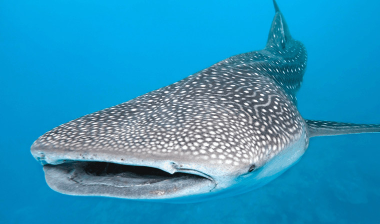 Whale Shark Adventure Ecotour