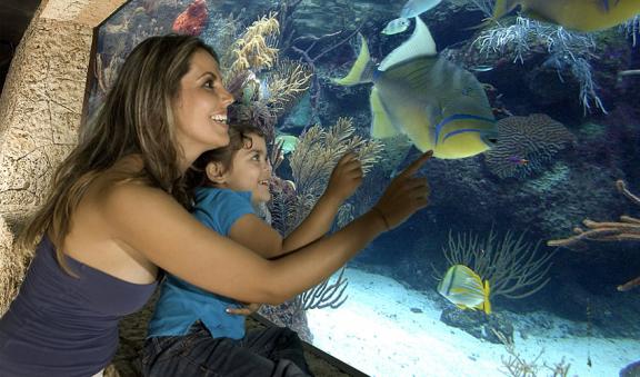 Visita un acuario natural