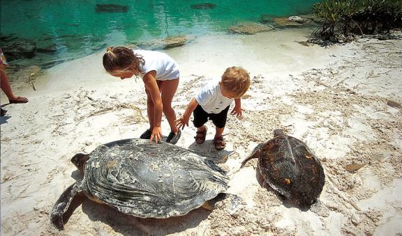 Sea turtles at Xcaret